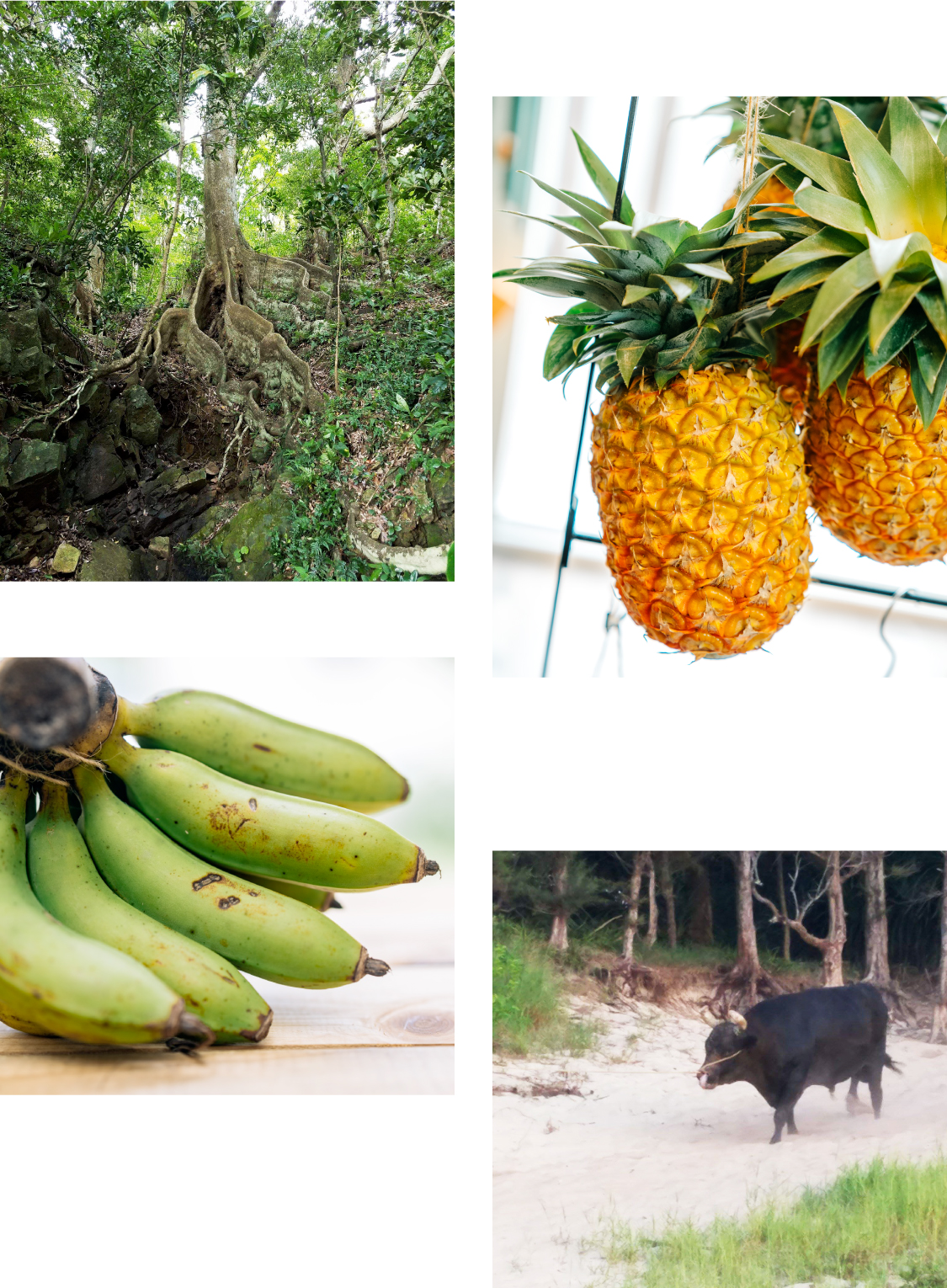 島の八百屋さん